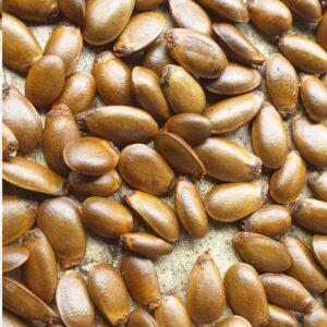 Organic Soursoup Seed (Non-GMO)